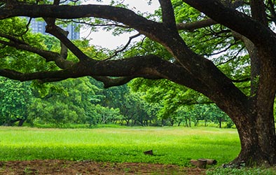 Thomas Tree & Landscape