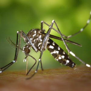 mosquito Thomas Tree & Landscape