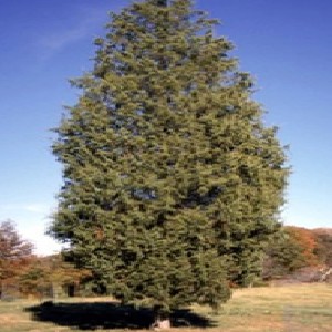 Cedar Tree Spraying