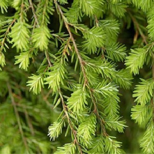 Hemlock Spraying