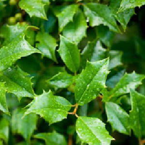 Holly birch Leafminer treatment