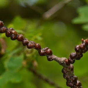 Oak scale spraying